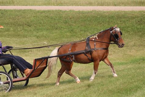 Package 2 Well-Trained Miniature Horses, Cart & Harness Outside Calgary ...