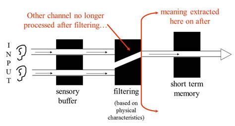 Selective Attention Theory: Broadbent & Treisman's Attenuation Model