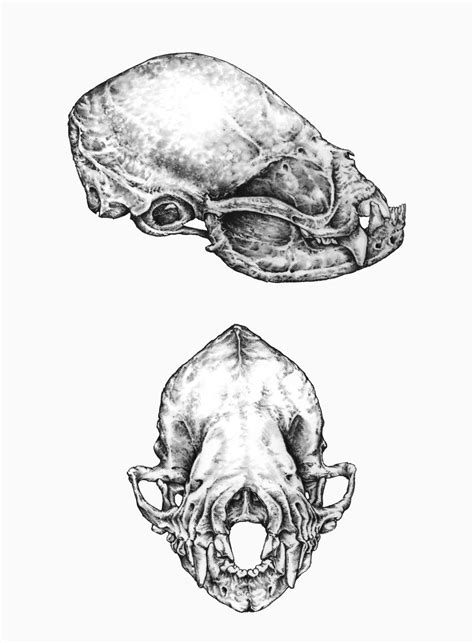 Bat Skull Drawing