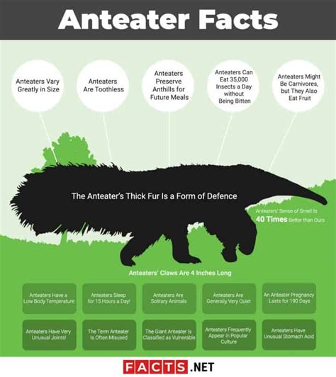 Top 18 Facts about Anteaters - Behavior, Diet, Digestion & More | Facts.net