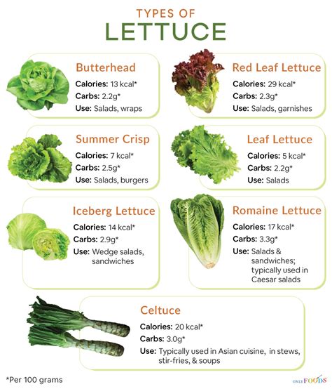 Nutritional Value Of Bibb Lettuce - Nutrition Pics