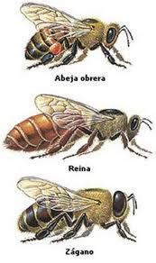 ¿Cuántas abejas hay en una colmena y cómo se clasificán? - Mieles Alvearium