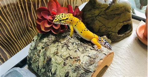 Leopard Gecko Tank Setup Ideas - A-Z Animals