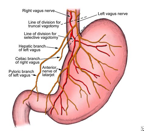 Stomach innervation | Anatomy and physiology, Vagus nerve, Physiology