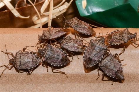 Biological control of brown marmorated stink bug - CABI.org