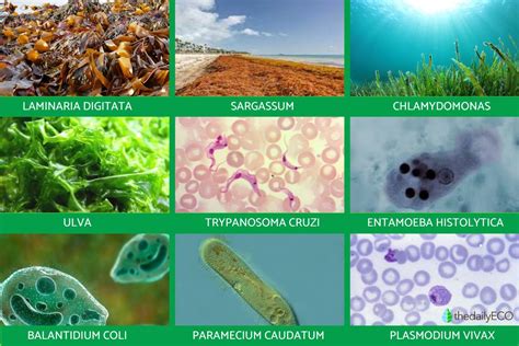 Kingdom Protista - Definition, Characteristics, Classification and Examples