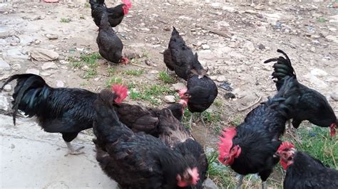 My Australorp Breeders - YouTube