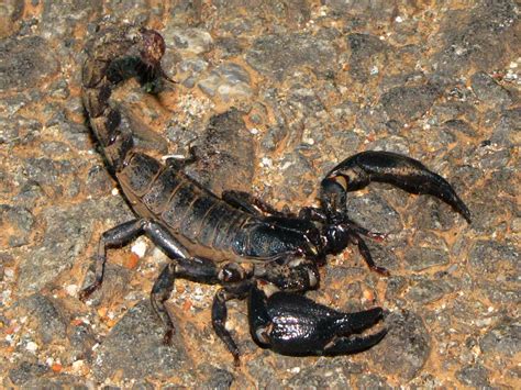 Free photo: Black Scorpion Claws - Animal, Invertebrate, Isolated ...