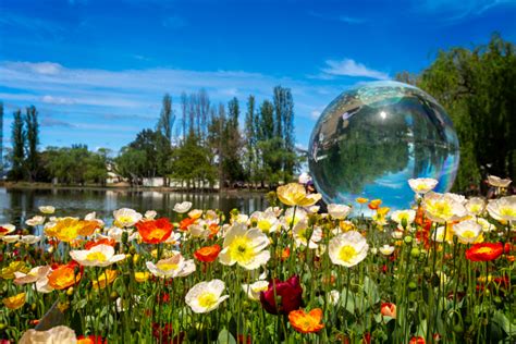 NightFest returns to Canberra Floriade - Australian Seniors News