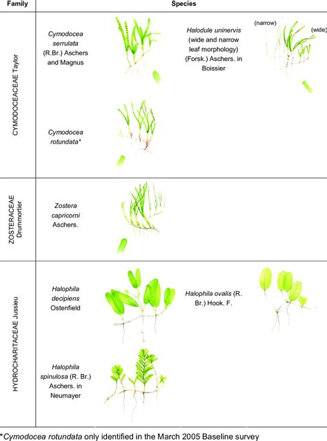 Seagrass species found within the Port of Abbot Point, March 2005 ...