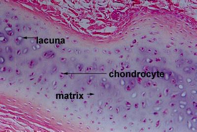 Histology-World! Histology Fact Sheet-Cartilage