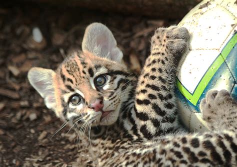 Ocelot Cub, Leopardus pardalis | Lily Mendes da Costa Photography | Flickr