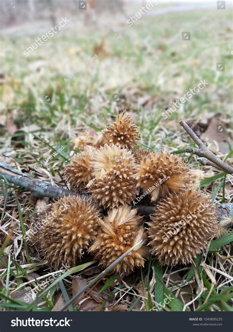 Sycamore Seeds Tree Seed Pods Stock Photo 1049899235 | Shutterstock