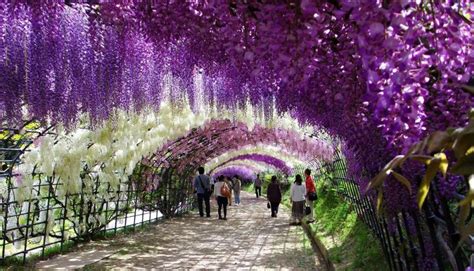 The Wisteria Flower Tunnel at Kawachi Fuji Garden » TwistedSifter