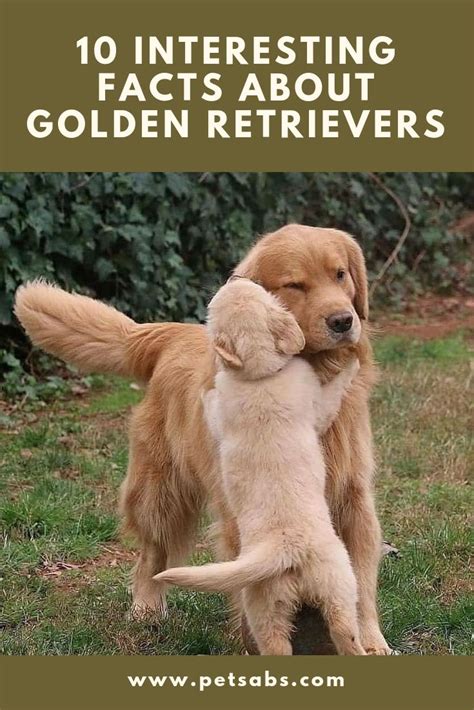 10 Interesting Facts About Golden Retrievers | Dog facts, Golden ...