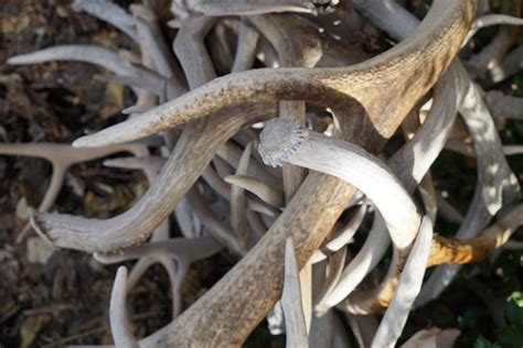 5 Unique Uses for Shed Antlers - Petersen's Hunting