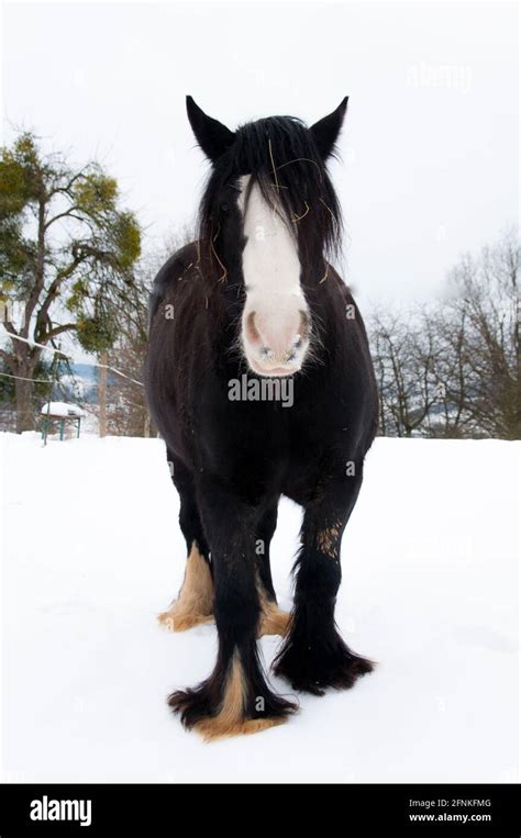 Vertical shot of a black horse Clydesdale with a white face standing on ...