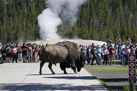 Bison gores Yellowstone visitor in second attack this year