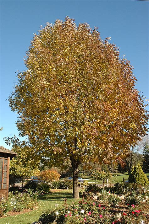 Autumn Blaze White Ash (Fraxinus americana 'Autumn Blaze') in Drums ...