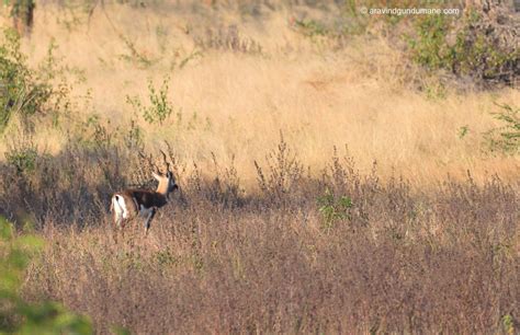 Ranebennur blackbuck sanctuary - Treks and Travels