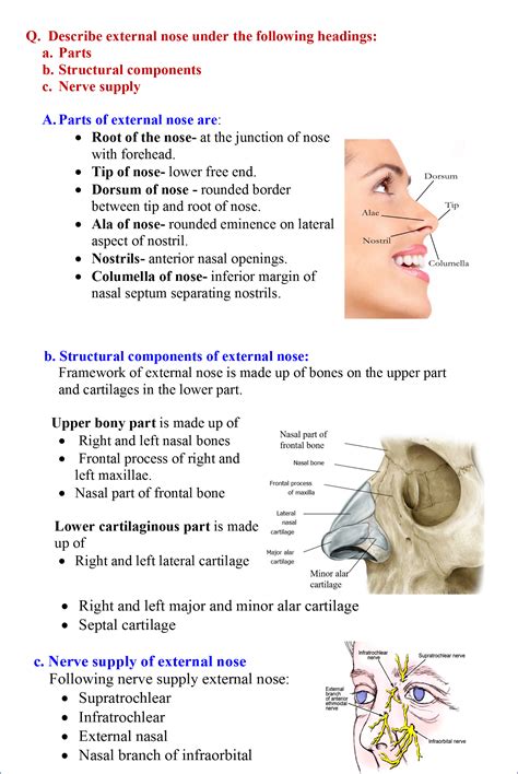 Nose and Nasal Cavity - Anatomy QA