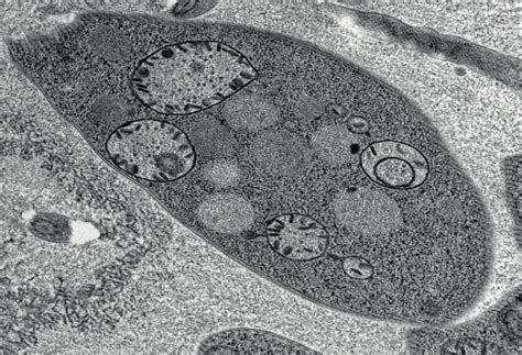 Crithidia pragensis sp. n. from Cordilura albipes A, B-giemsa-stained ...