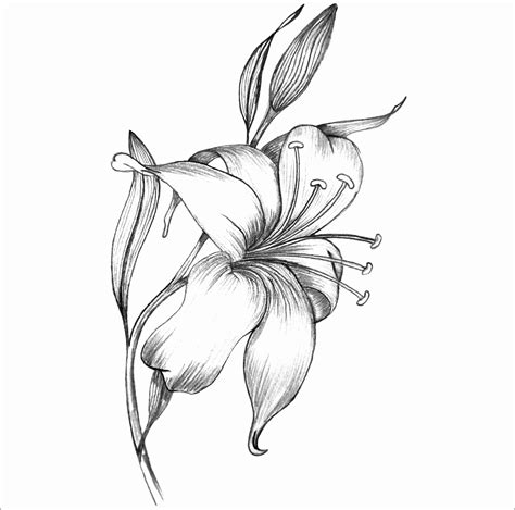 Lily Flower Line Drawing at GetDrawings | Free download