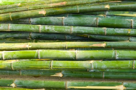 Green Japanese Bamboo Forest and Growing Oriental Wallpaper Natural ...