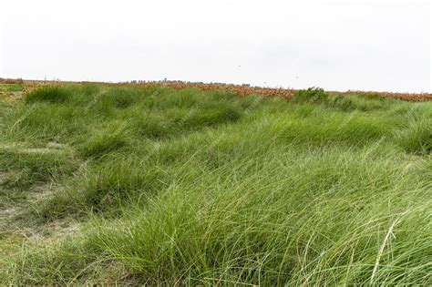 Premium Photo | Beautiful green kans grass kash phool in bengali ...