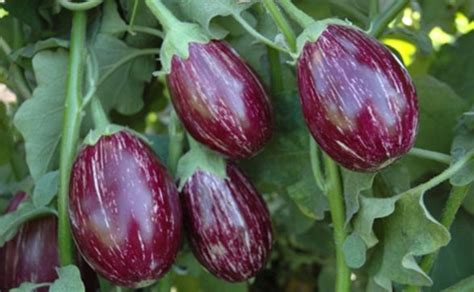 Brinjal Crop Information | Brinjal Farming Punjab