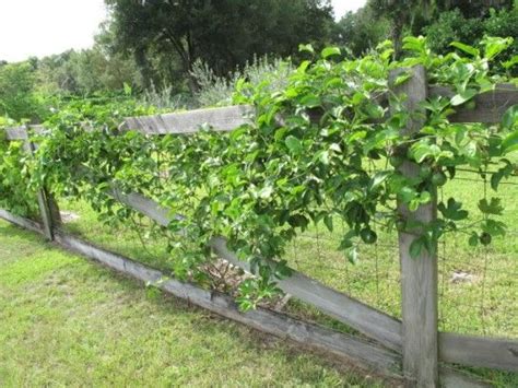 Passion Fruit Plant On Trellis - Garden Plant