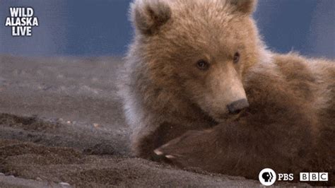 Brown Bear GIFs - Get the best GIF on GIPHY