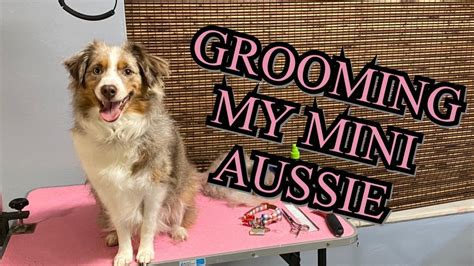 Can A Australian Shepherd Have A Haircut