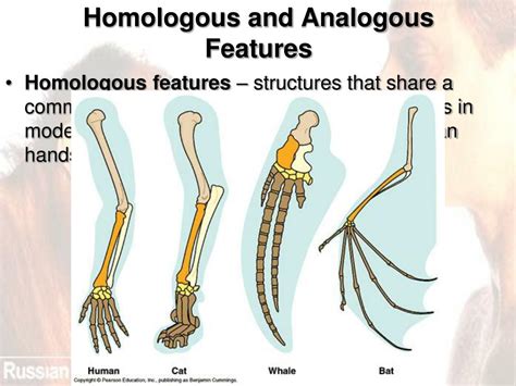 Homologous And Analogous Traits