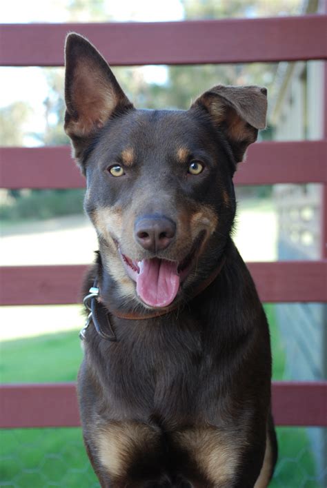 Australian Kelpie Info, Puppies, Mix, Temperament, Pictures