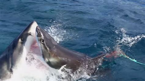 Watch great white shark attack another great white in incredible video ...