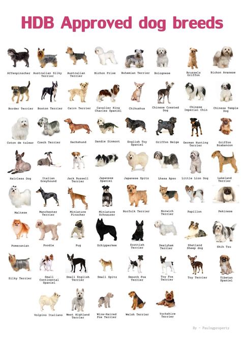 Types of Pets Allowed in HDB | Dog breeds chart, Types of dogs breeds ...