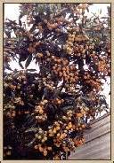 LOQUAT TREES