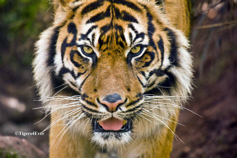 Sumatran Tiger | Tigers4Ever Giving wild tigers a wild future