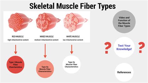 Skeletal Muscle Fiber Types