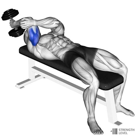 Lying Dumbbell Tricep Extension Standards for Men and Women (lb ...