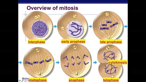 Mitosis: mitotic cell division, stages and significance