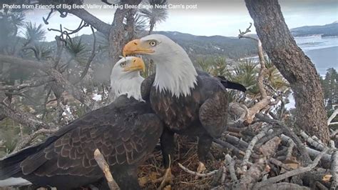 Big Bear bald eagle nest cam catches first egg of 2020 | cbs8.com