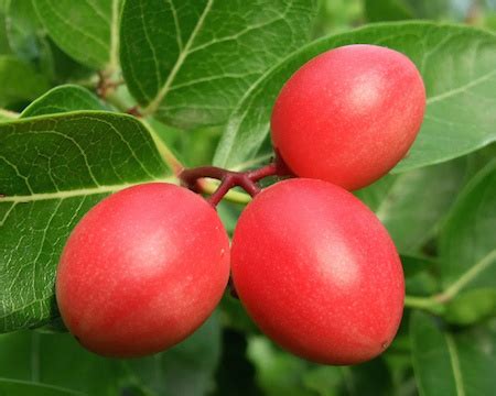 The Health Benefits of Carissa Fruit | Health Benefits