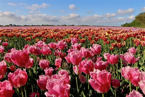 How to Visit Tulip Fields in Netherlands Without Crowds? - Hopping ...