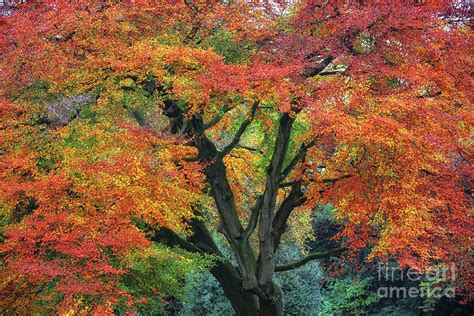 Copper Beech Tree Photograph by Mandy Jervis - Fine Art America