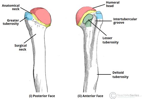 ARTICLE ON ANATOMY OF THE UPPER LIMB (HUMERUS) - RichyMedicals