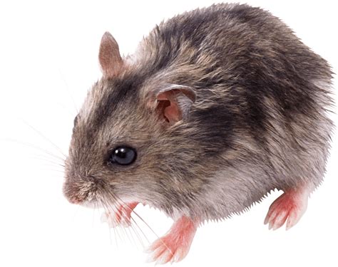 Cute Rat PNG Transparent Cute Rat.PNG Images. | PlusPNG