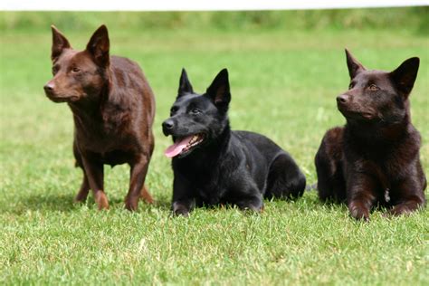 Three Australian Kelpie photo and wallpaper. Beautiful Three Australian ...