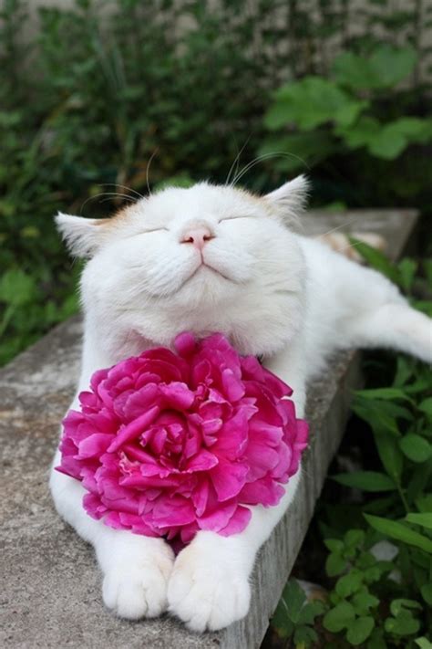 Meet Shironeko, the Happy Cat - Indiatimes.com